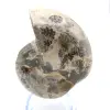 Fossiele ammoniet uit Madagaskar - 1
