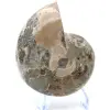 Fossiele ammoniet uit Madagaskar - 2