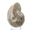 Fossiele ammoniet uit Madagaskar - 3