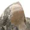 Fossiele ammoniet uit Madagaskar - 4