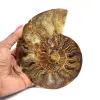 Fossiele ammoniet uit Madagaskar - 0