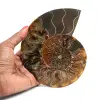 Ammonietfossiel per stuk - 0