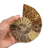Ammoniet uit Madagaskar - 0