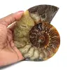 Gepolijste gefossiliseerde ammoniet - 0