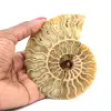 Gepolijst ammonietfossiel - 0