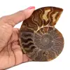 Gepolijste fossiele ammoniet uit Madagaskar - 0