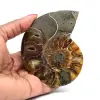 Ammoniet per stuk - 0