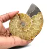 Ammoniet uit Madagaskar - 0