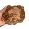 Versteend hout uit Madagaskar - 0