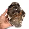 Natuurlijk versteend hout - 0