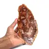 Natuurlijk gepolijst versteend hout - 0