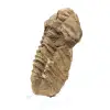 Ruwe trilobiet uit Marokko - 1