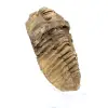 Ruwe trilobiet uit Marokko - 2