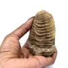 Ruwe trilobiet uit Marokko - 3