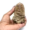 Trilobiet uit Marokko - 3