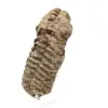 Ruwe fossiele trilobiet - 1