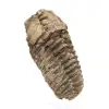 Ruwe fossiele trilobiet - 2