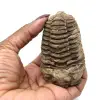 Ruwe fossiele trilobiet - 3