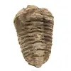 Ruwe trilobiet - 0