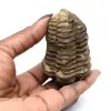 Trilobietfossiel uit Marokko - 3