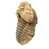 Fossiel van een trilobiet - 1