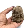 Fossiele trilobiet - 3