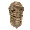 Ruwe trilobiet uit Marokko - 0