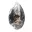 Fossiel van Orthoceras uit Marokko — 1