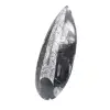Gepolijste Orthoceras Fossiel - 2