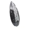 Gepolijste Orthoceras Fossiel - 3