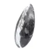 Gepolijste orthoceras - 2