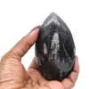 Fossiel van Orthoceras uit Marokko - 3