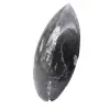 Orthoceras fossiel Marokko - 2