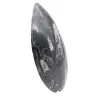 Orthoceras fossiel Marokko - 3