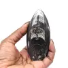 Fossiel van Orthoceras uit Marokko - 3