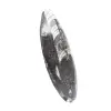 Orthoceras fossiel Marokko - 3