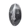 Fossiel van Orthoceras - 1