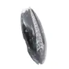 Fossiel van Orthoceras - 3