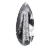 Fossiel van Orthoceras - 1