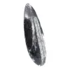 Fossiel van Orthoceras - 3