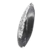 Orthoceras van Marokko - 2