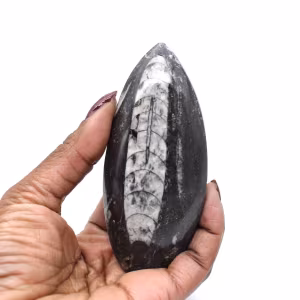Orthoceras van Marokko