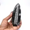 Gepolijste orthoceras uit Marokko - 0