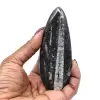 Fossiel van Orthoceras uit Marokko - 8