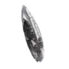 Orthoceras fossiel Marokko - 3