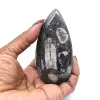 Orthoceras fossiel Marokko - 0