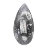 Orthoceras fossiel Marokko - 1
