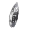 Orthoceras fossiel Marokko - 2