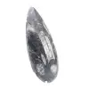 Orthoceras fossiel Marokko - 3