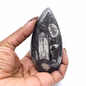 Orthoceras fossiel Marokko